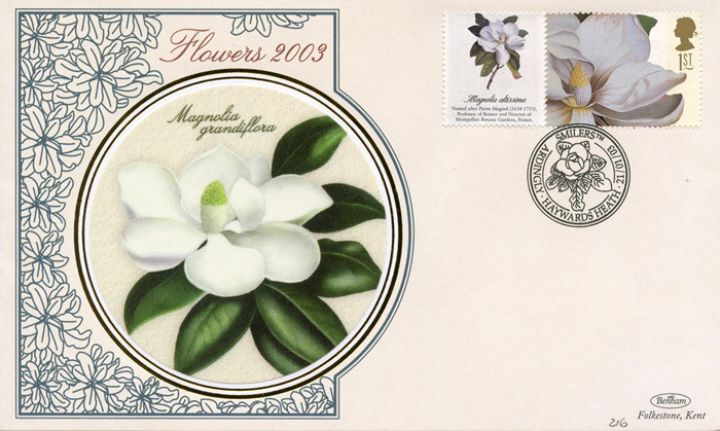 Flowers: Generic Sheet, Magnolia grandiflora