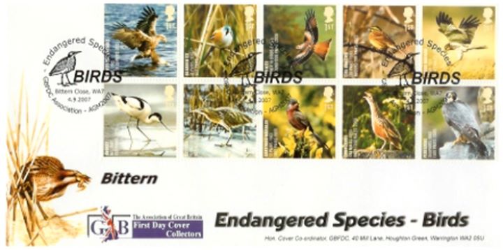 Birds (Endangered Species), Bittern