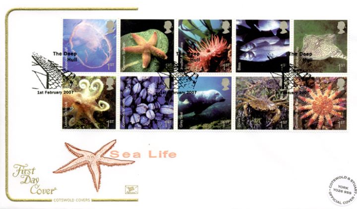 Sea Life, Starfish