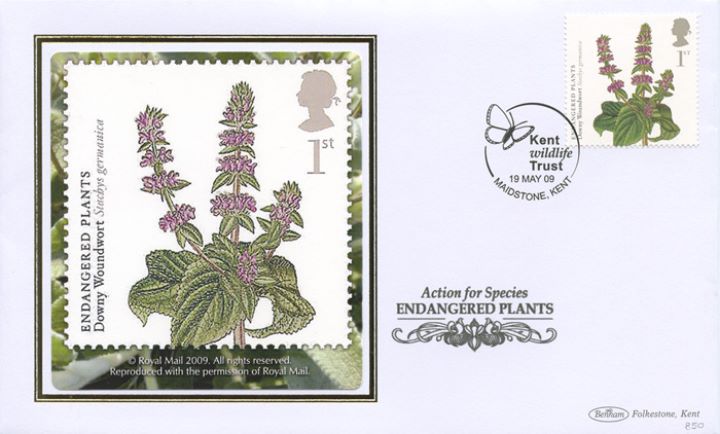 Plants, Downy Woundwort