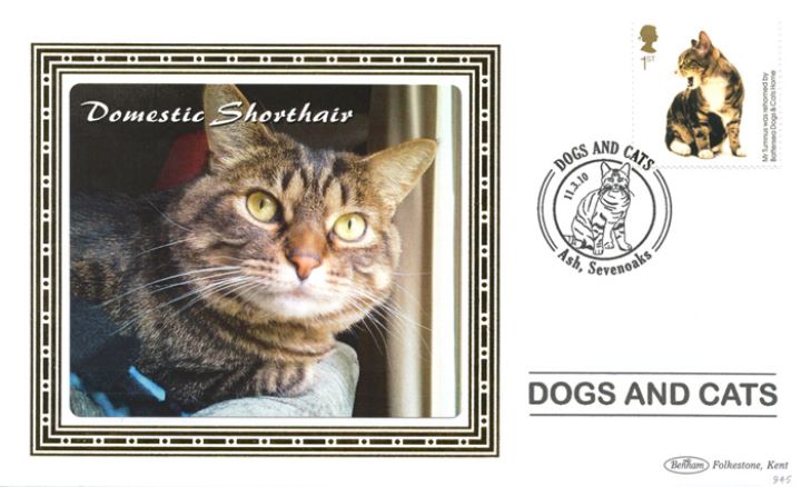 Battersea Dogs & Cats Home, Domestic Shorthair