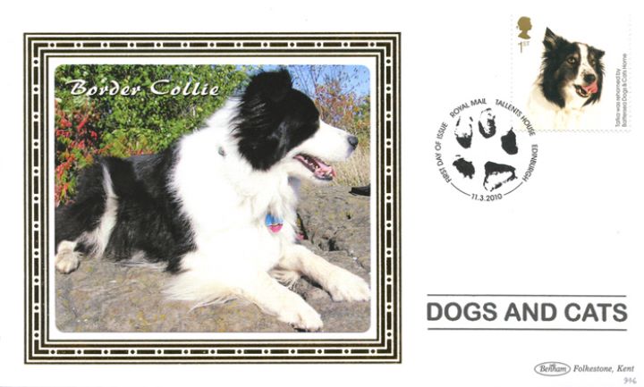 Battersea Dogs & Cats Home, Border Collie