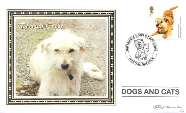 Battersea Dogs & Cats Home, Terrier Cross