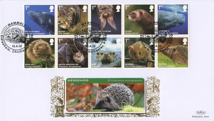 Mammals, Hedgehog