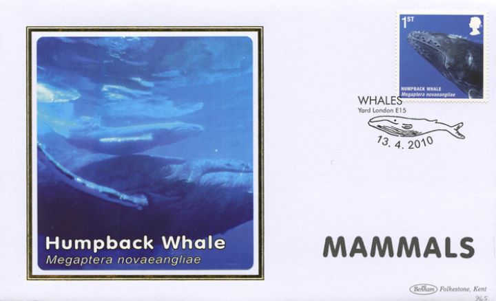 Mammals, Humpback Whale