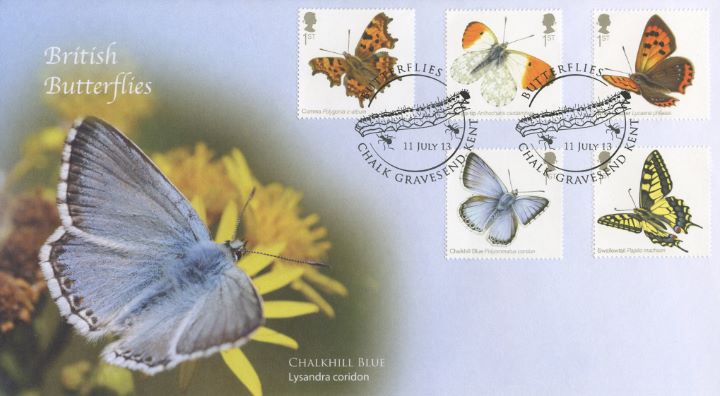 Butterflies, Chalkhill Blue