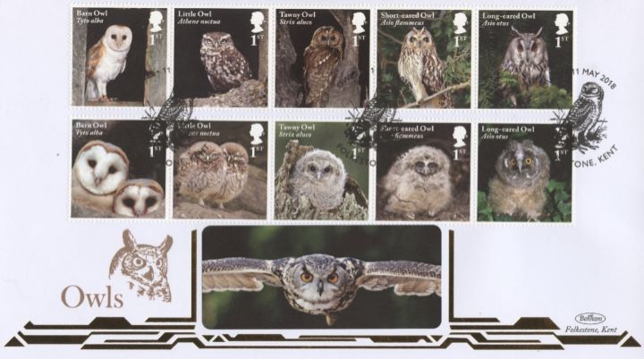 Owls, Owl