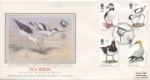 Sea Birds
Stilt,  Avocet &  Plover