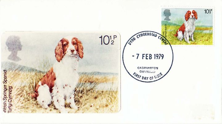 British Dogs, Welsh Springer Spaniel