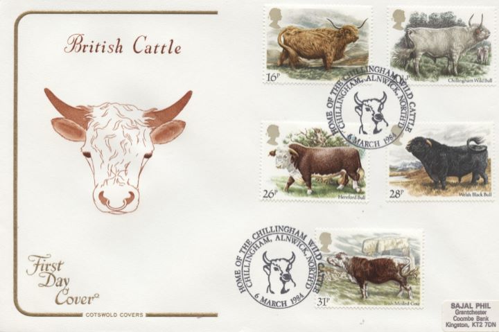 British Cattle, Bull