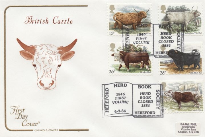 British Cattle, Bull