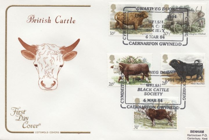 British Cattle, Bull