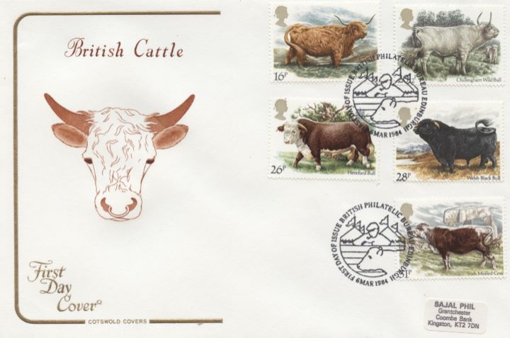 British Cattle, Bull