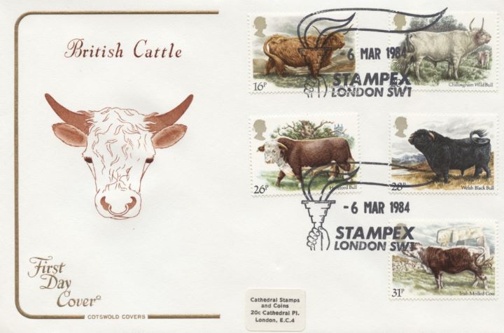 British Cattle, Bull