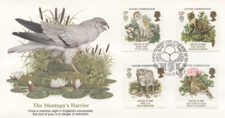 Species at Risk, The Montagu's Harrier