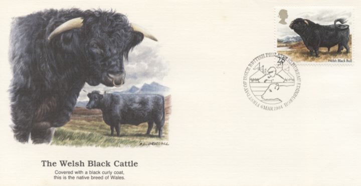 British Cattle, The Welsh Black Cattle