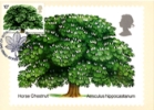 British Trees - The Horse Chestnut