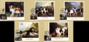 Dogs: Paintings by Stubbs