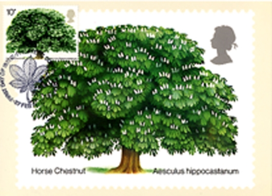 British Trees - The Horse Chestnut