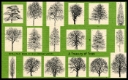 Click to view all covers for PSB: A Treasury of Trees