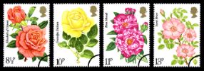 View enlarged 'Roses 1976' Image.
