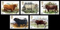 View enlarged 'British Cattle' Image.