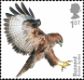 Birds of Prey: 1st (Self Adhesive)