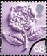 Click to view all covers for England 68p Tudor Rose