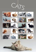 Cats: Generic Sheet