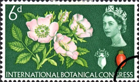 Botanical Congress (Phosphor)