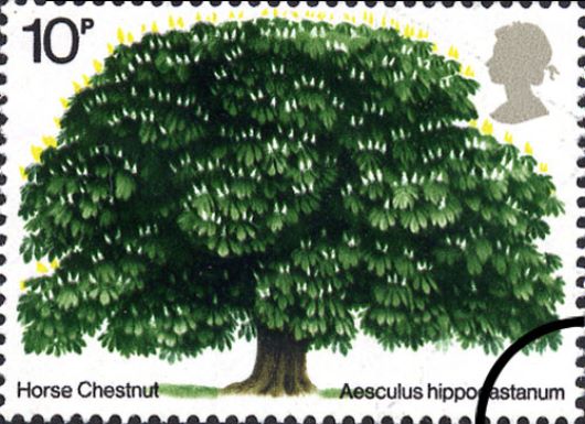 British Trees - The Horse Chestnut