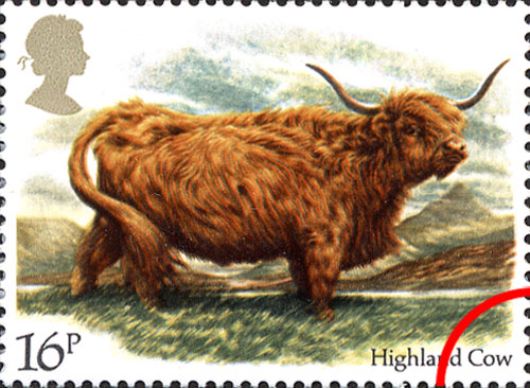 British Cattle