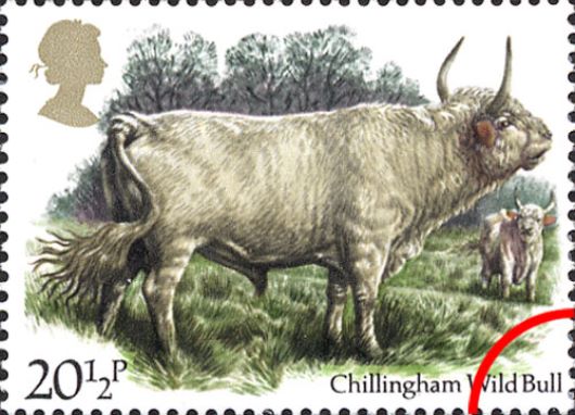 British Cattle