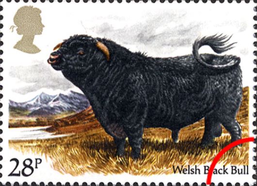 British Cattle