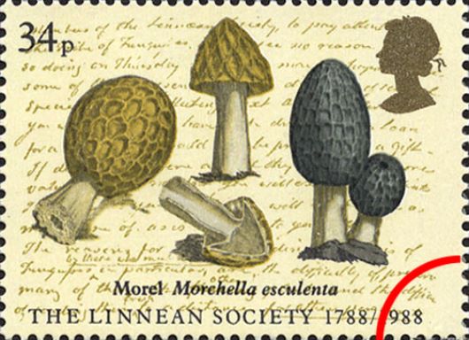 Linnean Society