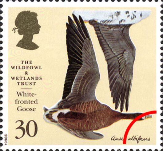 Wildfowl & Wetlands Trust