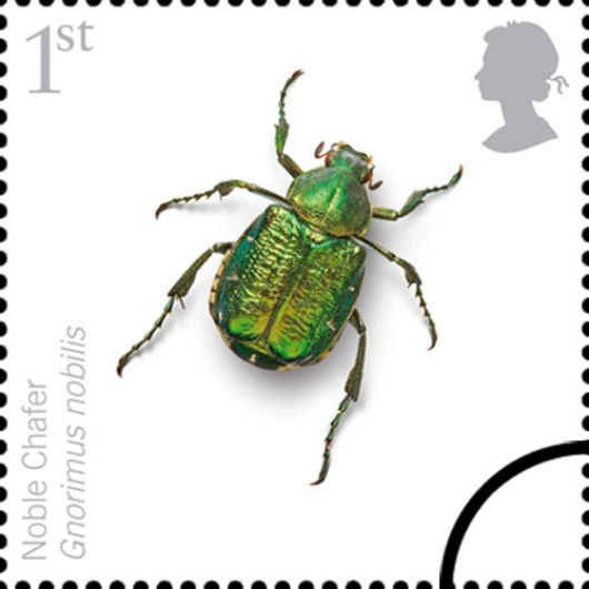 British Insects