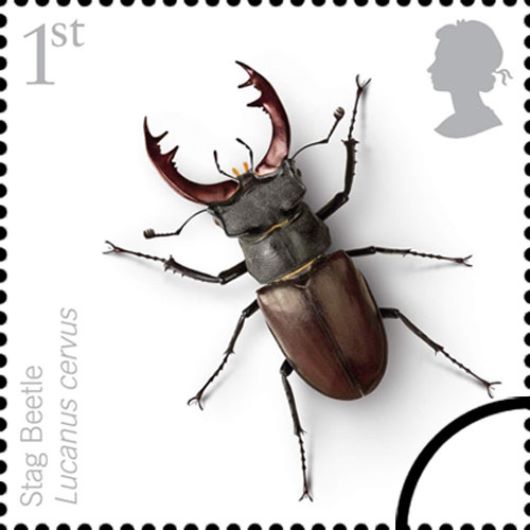 British Insects