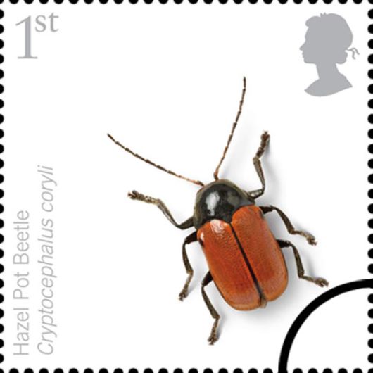 British Insects