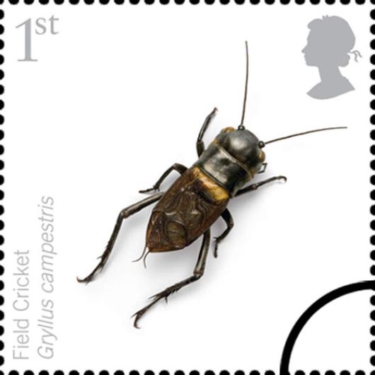 British Insects